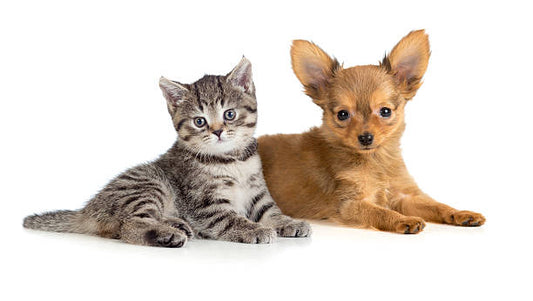 🐾5 Must-Have Grooming Tools for Pet Parents Who Want Happy, Clean Fur Babies