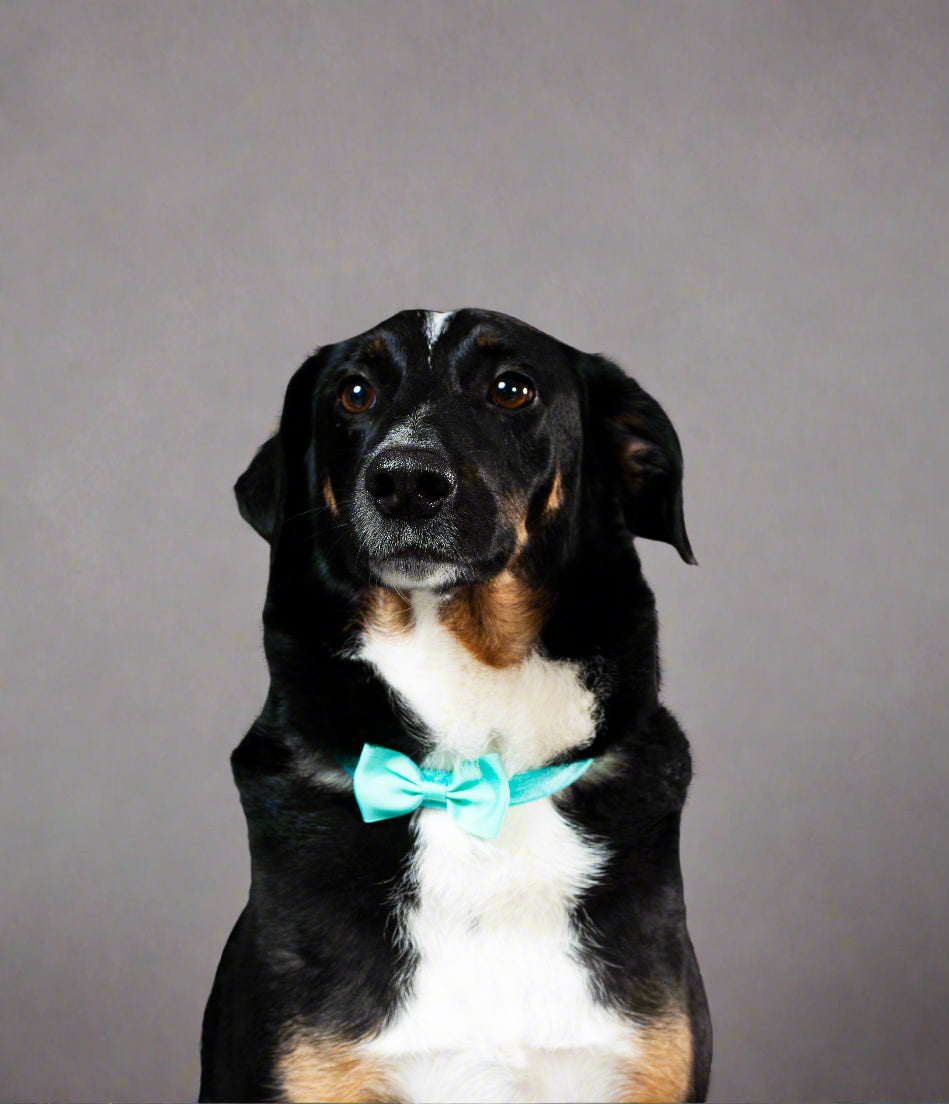 dapper-dog-gentleman-with-bowtie-posing-on-black-background